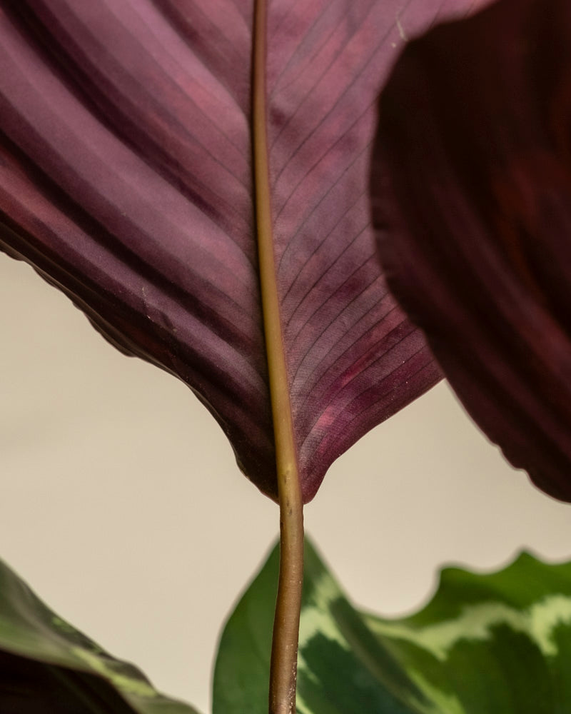 Nahaufnahme eines großen Blattes der Calathea Roseopicta mit violettem Farbton und markanter Mittelrippe. Grüne Blätter mit helleren Mustern erscheinen unten und an den Rändern, alles vor einem neutralen Hintergrund.