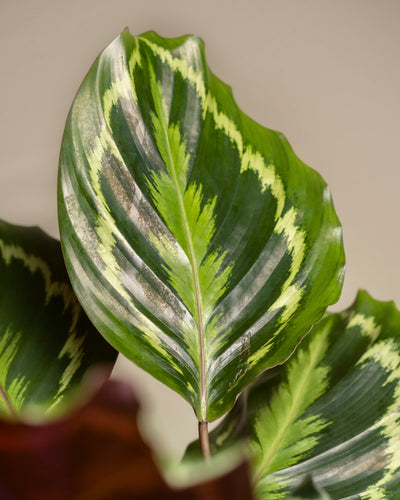 Eine Nahaufnahme eines Blattes der Calathea Roseopicta Grosse mit leuchtend grünen, hellgrünen und cremegelben Mustern mit gewellten Rändern vor einem neutralen Hintergrund.