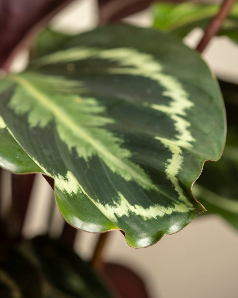 Eine Nahaufnahme eines Blattes der Calathea Roseopicta Grosse zeigt eine hellgrüne und cremefarbene Panaschierung in der Mitte und an den Rändern vor einem leicht unscharfen Hintergrund.