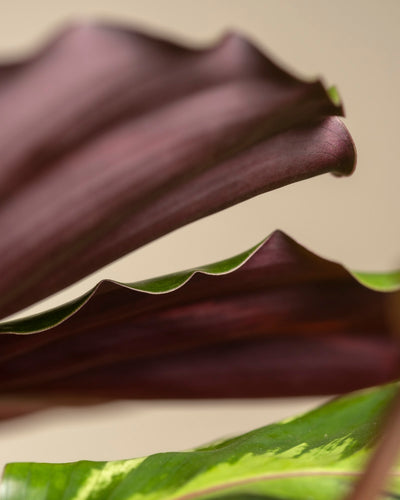 Nahaufnahme von zwei überlappenden Blättern der Großen Calathea Roseopicta, mit einem dunkelvioletten Blatt mit gewellten Rändern und einem grünen Blatt mit hellen Markierungen vor einem sanft beigen Hintergrund.