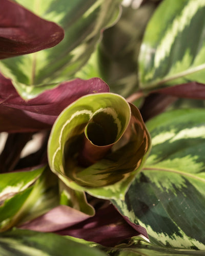 Nahaufnahme einer Calathea Roseopicta mit einem neuen Blatt, das sich entfaltet. Die grünen Blätter weisen hellgrüne und weiße Muster auf, während die Unterseiten tiefviolett sind und im Sonnenlicht hervorgehoben werden.