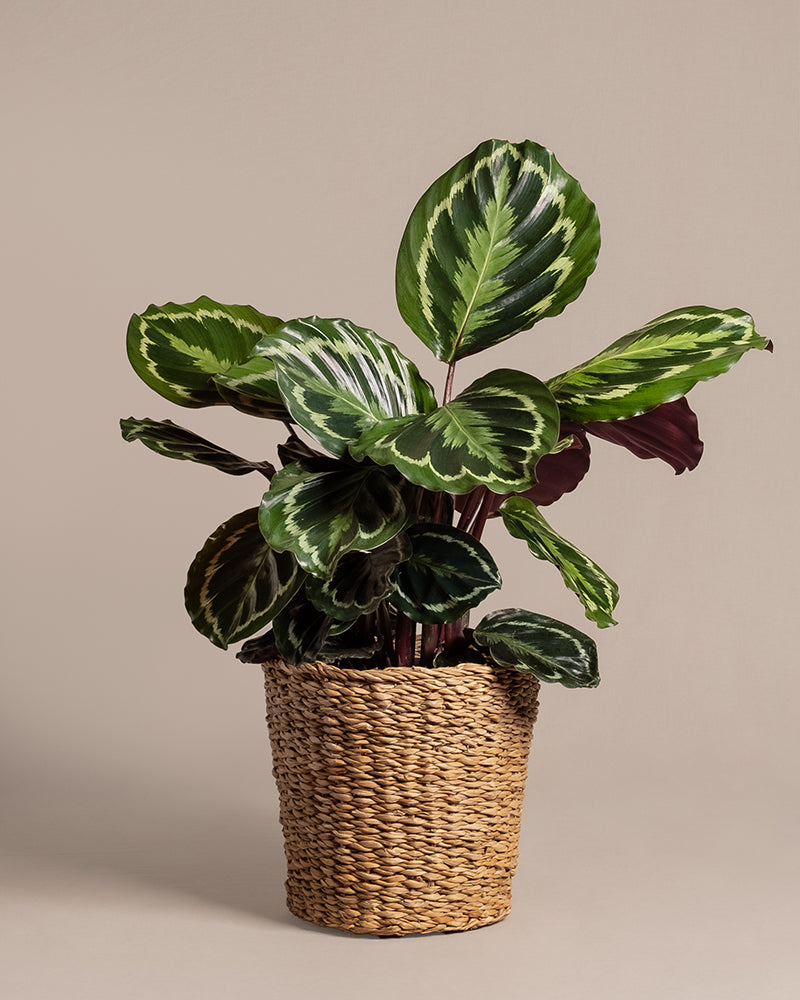 Eine leuchtende Calathea Roseopicta (Affiliate) mit großen, gemusterten grünen Blättern sitzt in einem geflochtenen hellbraunen Korb vor einem einfarbig beigen Hintergrund.