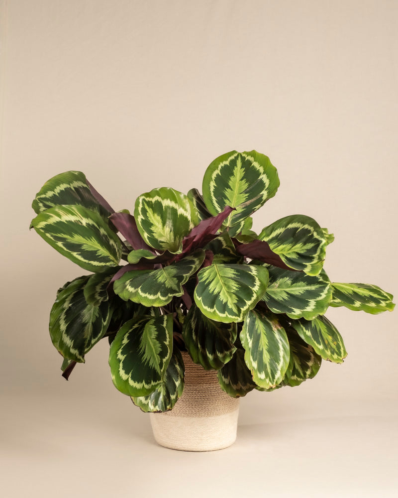 Eine große Calathea Roseopicta mit großen grünen Blättern und violetter Unterseite wird in einem strukturierten beigen Topf vor einem neutralen Hintergrund präsentiert.