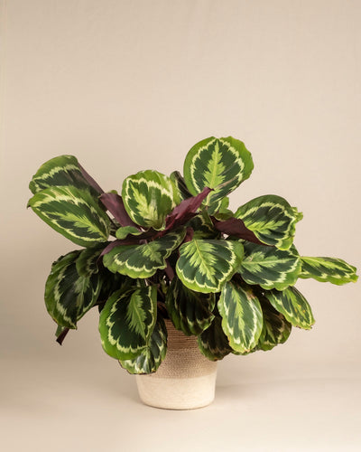 Eine große Calathea Roseopicta mit großen grünen Blättern und violetter Unterseite wird in einem strukturierten beigen Topf vor einem neutralen Hintergrund präsentiert.