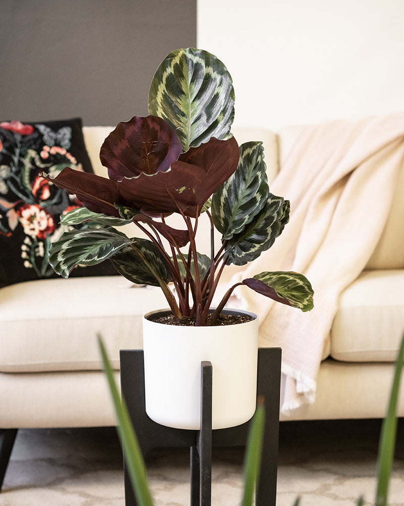 Eine grosse Calahtea Roseopicta in einem weissen Topf steht auf einem Pflanzenständer in einem Wohnzimmer.