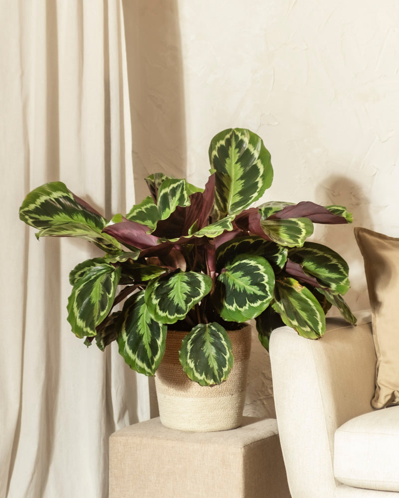Eine Große Calathea Roseopicta mit großen, gemusterten grünen Blättern in einem geflochtenen Korbpflanzgefäß steht auf einem Podest neben einem cremefarbenen Sessel und beigen Vorhängen in einem sanft beleuchteten Raum.