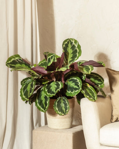 Eine Große Calathea Roseopicta mit großen, gemusterten grünen Blättern in einem geflochtenen Korbpflanzgefäß steht auf einem Podest neben einem cremefarbenen Sessel und beigen Vorhängen in einem sanft beleuchteten Raum.