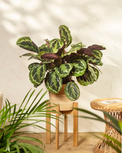 Eine Calathea Roseopicta mit gemusterten grünen Blättern steht auf einem Holzständer neben einem geflochtenen Beistelltisch. Sonnenlicht und sanfte Schatten schaffen eine warme, einladende Raumatmosphäre.