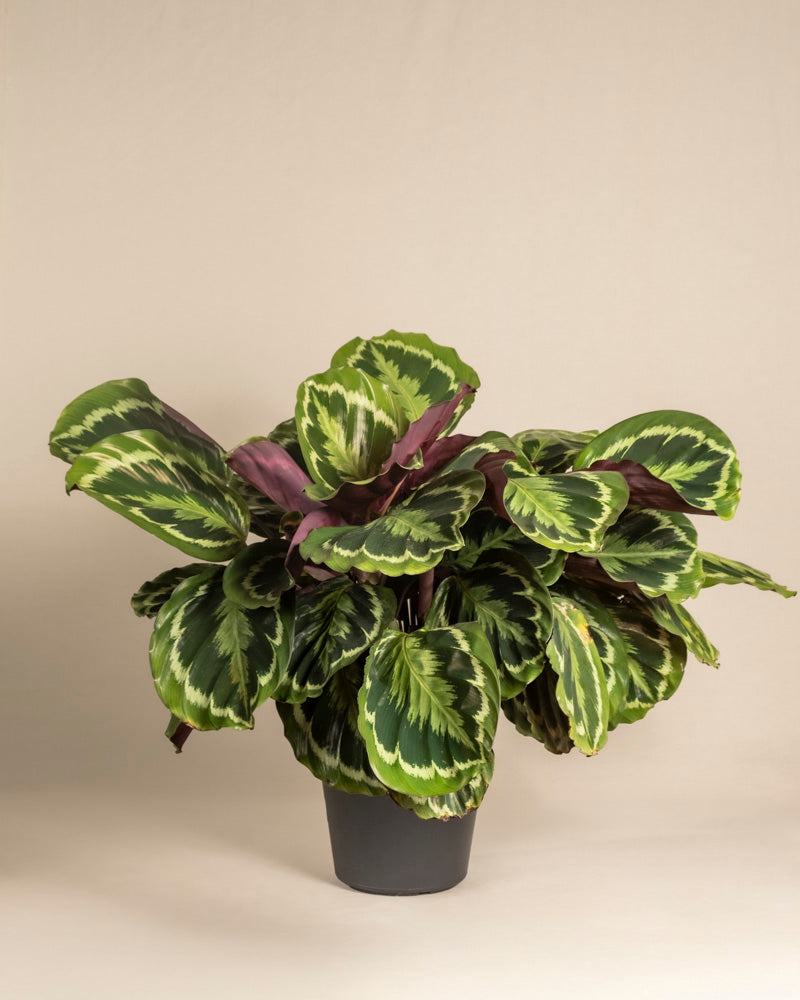 Die Große Calathea Roseopicta zeichnet sich durch große, ovale grüne Blätter mit hellgrünen Mustern und einer dunkelvioletten Unterseite aus und wird im Topf vor einem schlichten beigen Hintergrund präsentiert.