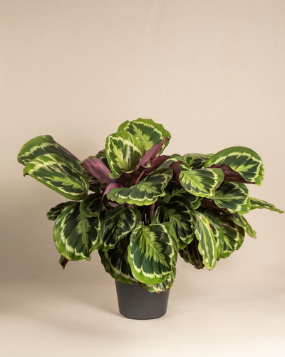 Die Große Calathea Roseopicta zeichnet sich durch große, ovale grüne Blätter mit hellgrünen Mustern und einer dunkelvioletten Unterseite aus und wird im Topf vor einem schlichten beigen Hintergrund präsentiert.