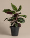Eine grosse Calathea Roseopicta in einem schwarzen Innentopf.