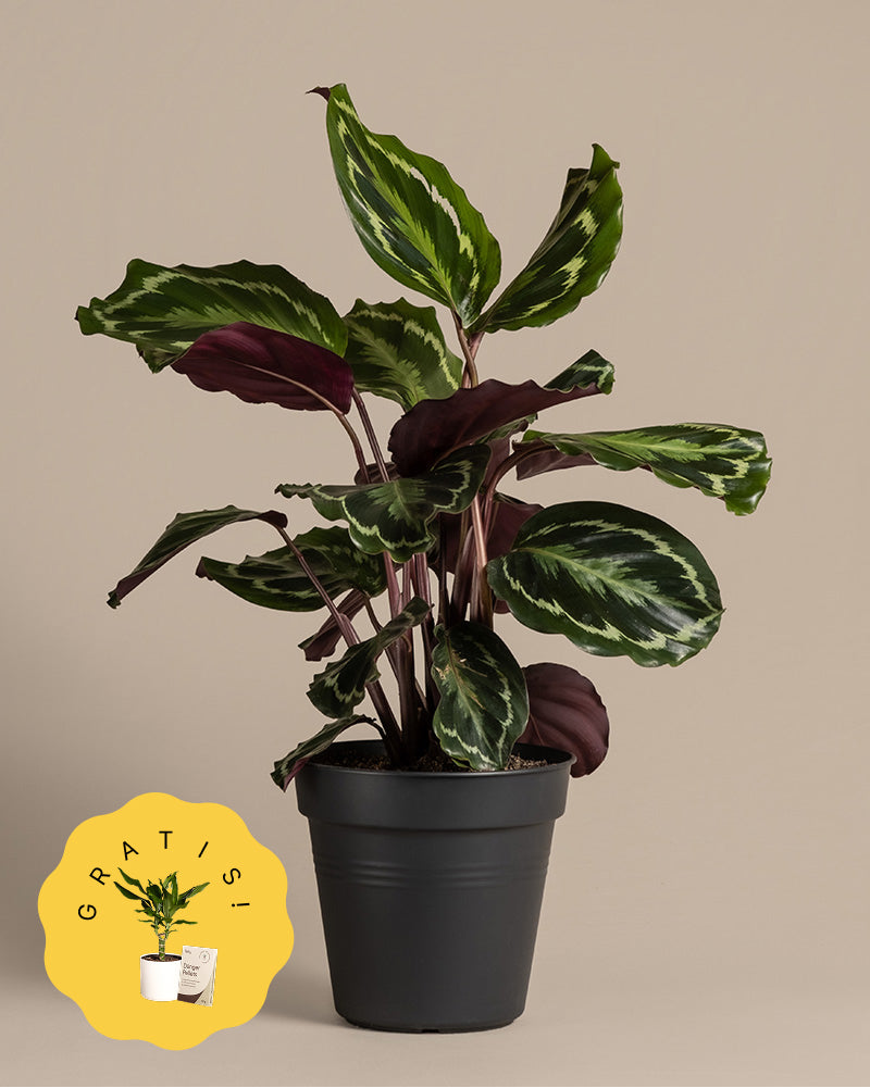 Eine grosse Calathea Roseopicta in einem schwarzen Innentopf.
