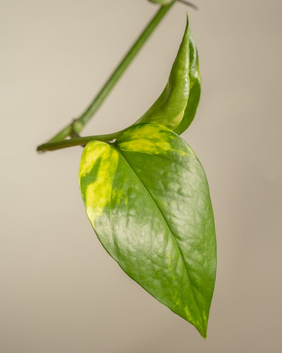 Detailaufnahme eines grün-gelben Blattes einer grossen Efeutute.