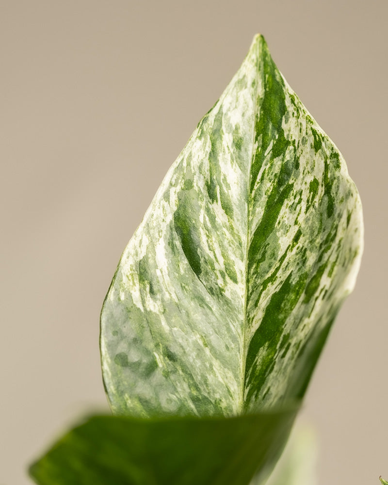 Nahaufnahme eines Me-Time Bundle Marble Queen-Blattes mit seinem zarten grün-weißen bunten Muster. Das Blatt hat eine spitze Spitze und steht vor einem neutralen beigen Hintergrund. Unten im Bild ist ein verschwommener Teil eines weiteren grünen Zimmerpflanzenblattes zu sehen.