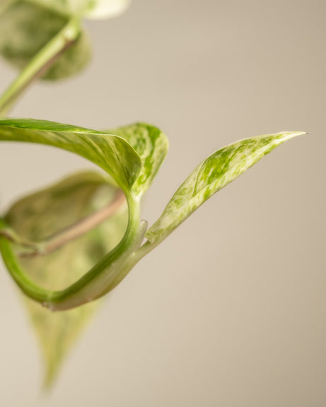 Detailaufnahme eines neuen Blattes einer Efeutute Marble Queen.