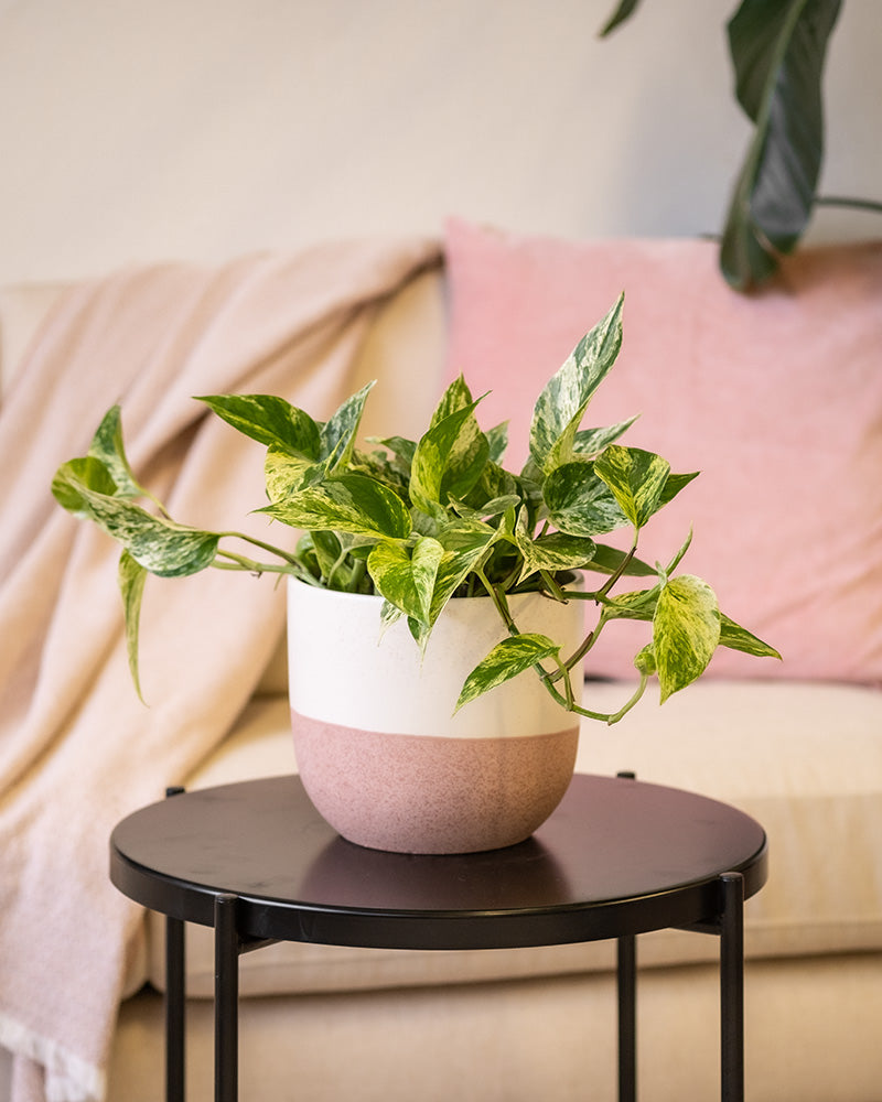 Eine Grosse Efeutute Marble Queen steht elegant in einem zweifarbigen Topf auf einem runden schwarzen Beistelltisch, begleitet von einem beigen Sofa mit einem rosa Kissen und einer hellrosa Decke, während ein großes grünes Blatt der Ecke Üppigkeit verleiht.