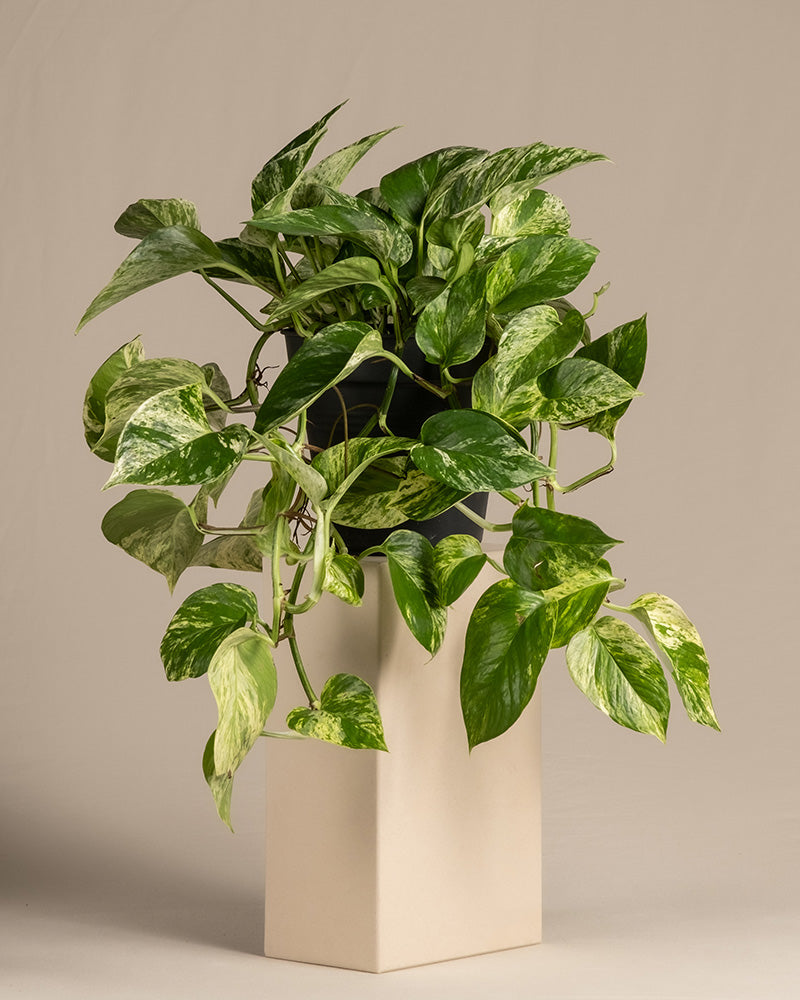 Grosse Efeutute Marble Queen ohne Übertopf