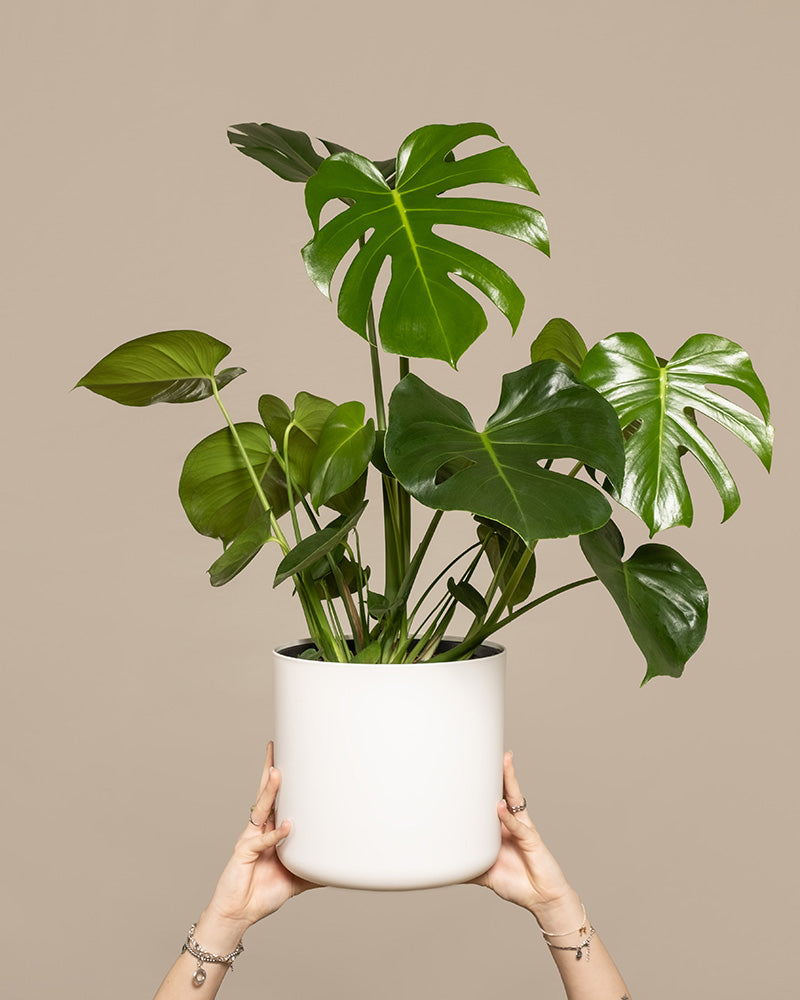 Eine grosse Monstera in einem weissen Topf wird hochgehalten.