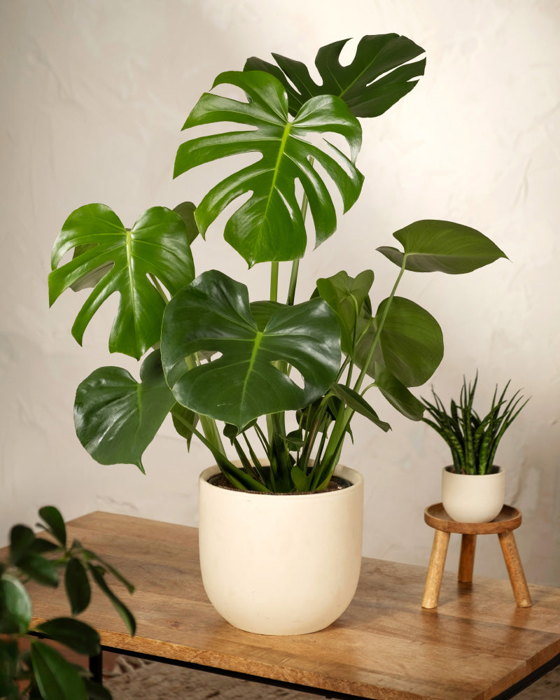 Grosse Monstera in einem weissen Keramiktopf auf einem Wohnzimmertisch 