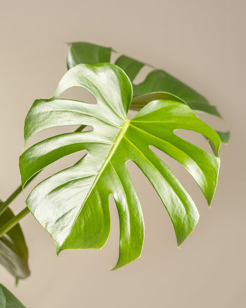 Ein leuchtend grünes Monstera-Blatt mit gespaltenen Lappen und einer glänzenden Textur hebt sich von einem beigen Hintergrund ab und ist ideal, um Ihren Raum mit dem unverwechselbaren natürlichen Stil unseres Homeoffice-Pflanzen-Sets aufzuwerten.