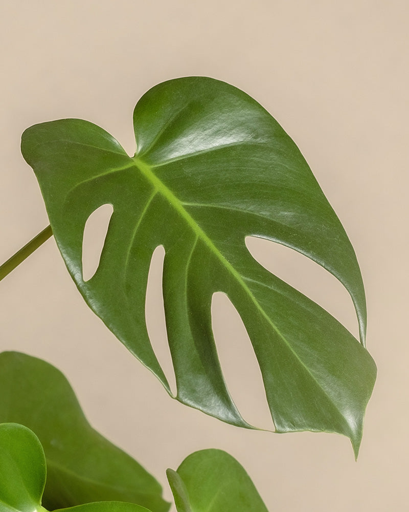 Eine Nahaufnahme eines Monstera-Blattes aus dem Homeoffice-Pflanzen-Set, das seine große, glänzend grüne Oberfläche mit markanten Schlitzen und Löchern vor einem beigen Hintergrund zeigt.