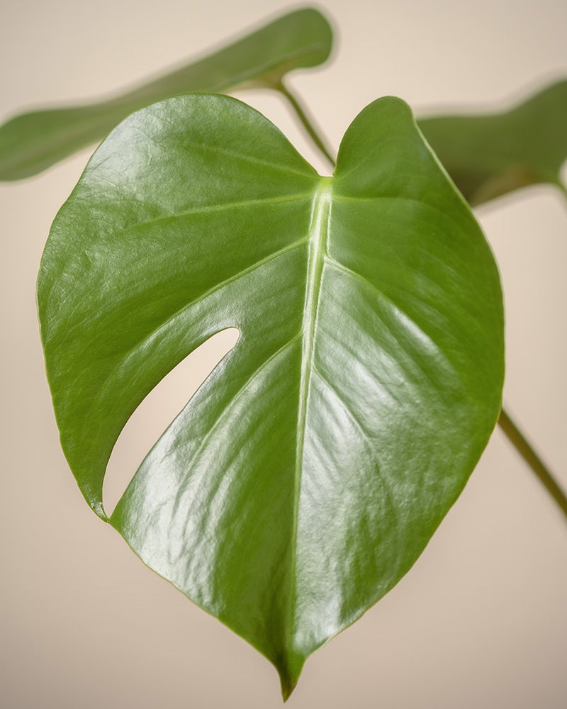 Das Foto zeigt ein glänzend grünes Monstera-Blatt mit einem einzigen Loch vor einem beigen Hintergrund. Seine Herzform und glänzende Textur werden hervorgehoben und spiegeln die natürliche Schönheit des Homeoffice Pflanzen-Sets wider.