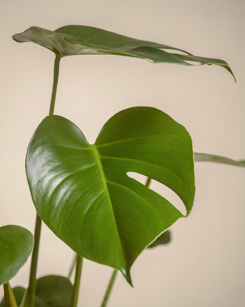 Eine Nahaufnahme der Monstera aus dem Homeoffice Pflanzen-Set zeigt ihre glänzend grünen Blätter und das markante Spaltmuster. Das größte herzförmige Blatt mit einem einzelnen Schlitz hebt sich vom sanften Beige des Hintergrunds ab und macht sie zu einer beliebten Wahl für das Homeoffice.