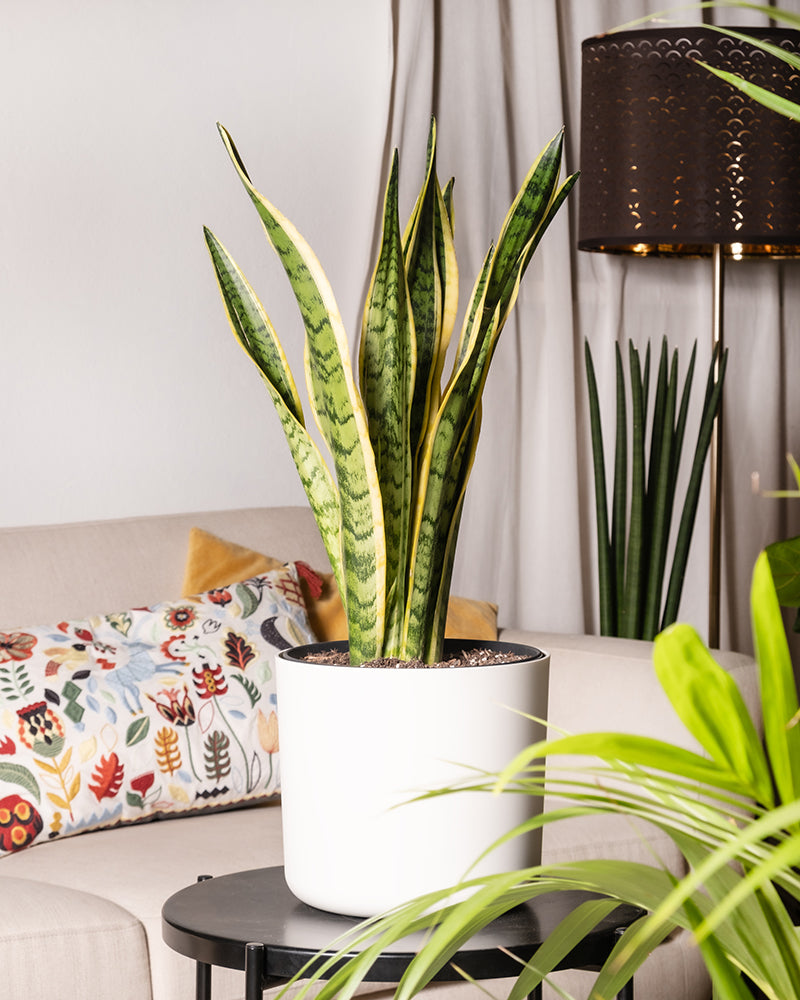 Eine große „Große Schwiegermutterzunge“ in einem weißen Topf steht auf einem schwarzen Tisch im Wohnzimmer. Daneben gibt es ein beiges Sofa und ein buntes Kissen mit Blumenmuster. Dazu kommen eine weitere große Pflanze und eine braune Stehlampe mit einem aufwendigen Muster.