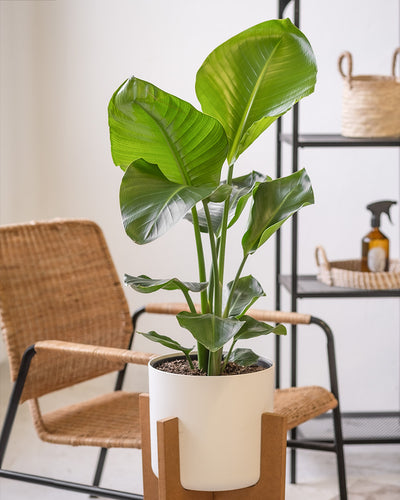 Eine grosse Strelitzie in einem weissen Topf steht auf einem Pflanzenständer neben einem Sessel im Wohnzimmer.