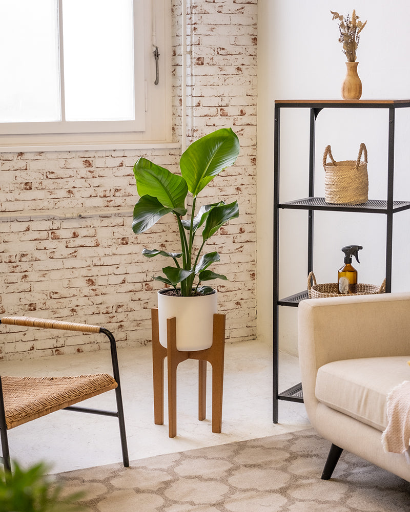 Eine grosse Strelitzie in einem weissen Topf steht auf einem Pflanzenständer im Wohnzimmer.