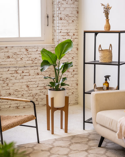 Eine grosse Strelitzie in einem weissen Topf steht auf einem Pflanzenständer im Wohnzimmer.