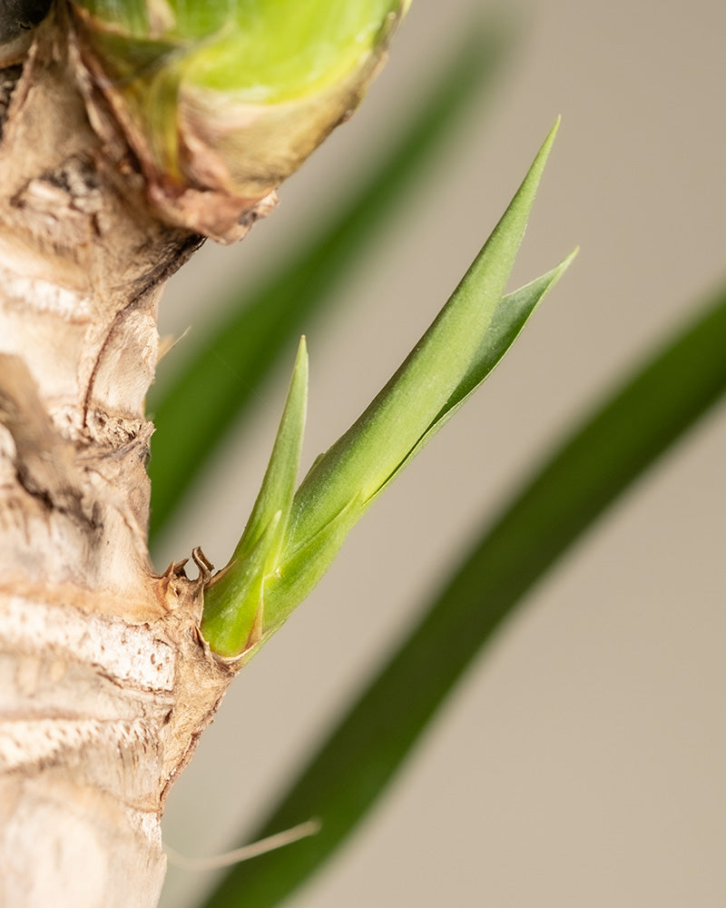 Detailaufnahme eines neuen Wachstumpunkts einer Yucca.