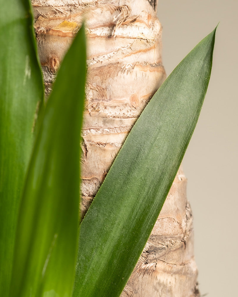 Detailaufnahme eines Blattes und eines Stammes einer Yucca.