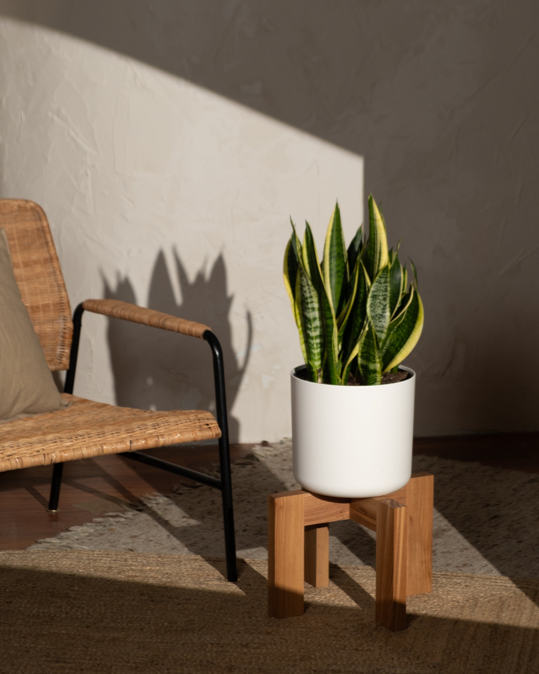 Die Große Schwiegermutterzunge in einem weißen Topf ruht auf einem Holzständer und wirft anmutige Schatten an die Wand. Sie steht neben einem Korbstuhl mit beigem Kissen auf dem strukturierten Teppich und genießt das warme, indirekte Sonnenlicht.