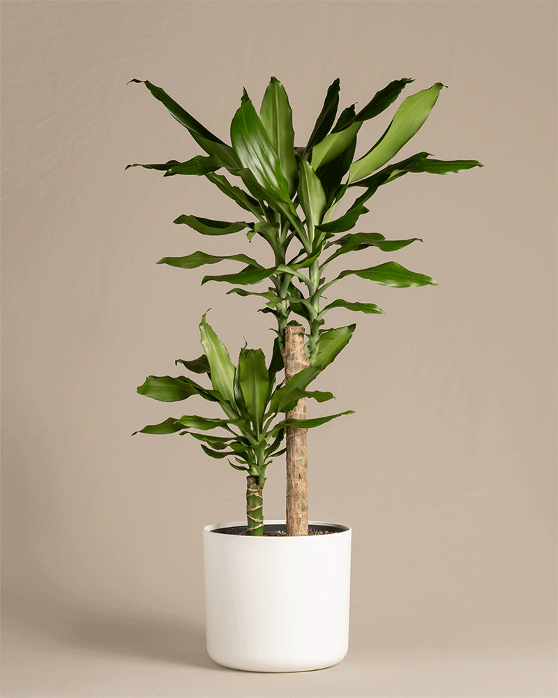 Ein grosser Drachenbaum in farbigen Soft-Töpfen.