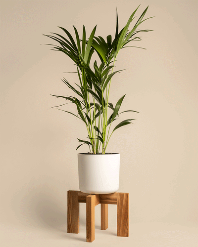 Pflanzenständer (Heviton | 37 cm Ø)
