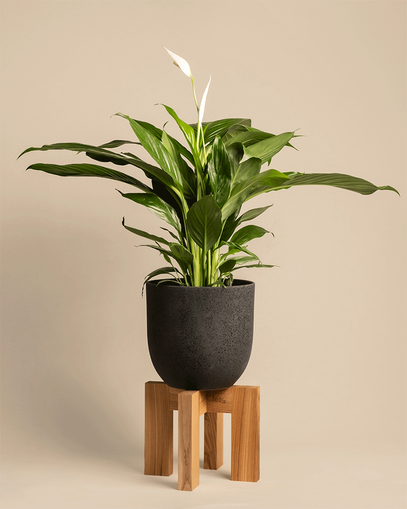 Eine üppige Friedenslilie mit leuchtend grünen Blättern und einer einzelnen weißen Blüte sitzt elegant in einem strukturierten schwarzen Topf auf dem hölzernen Pflanzenständer (Heviton | 25 cm Ø) und verschmilzt nahtlos mit dem beigen Hintergrund.