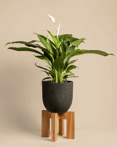 Eine üppige Friedenslilie mit leuchtend grünen Blättern und einer einzelnen weißen Blüte sitzt elegant in einem strukturierten schwarzen Topf auf dem hölzernen Pflanzenständer (Heviton | 25 cm Ø) und verschmilzt nahtlos mit dem beigen Hintergrund.