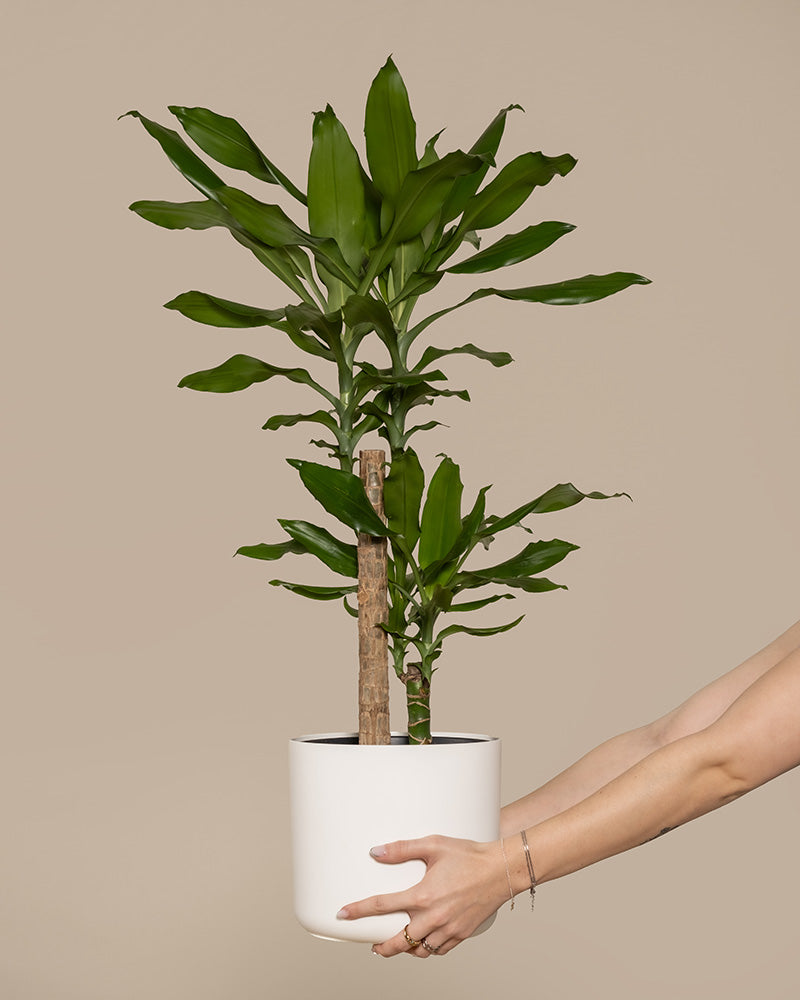Ein grosser Drachenbaum in einem weissen Topf wird hochgehalten.
