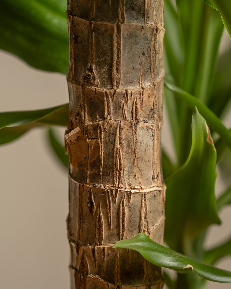 Detailaufnahme des Stamms eines grossen Drachenbaums.