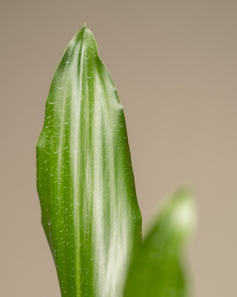 Detailaufnahme der Spitze eines Blattes einer grossen Drachenbaums. 