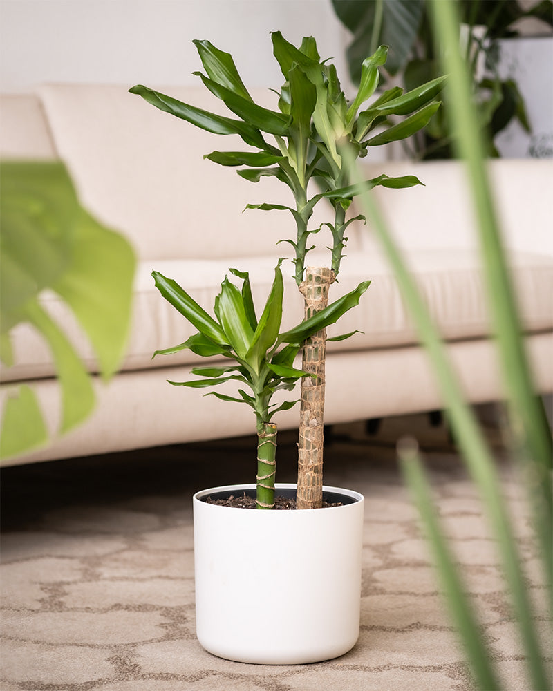 Ein grosser Drachenbaum in einem weissen Topf steht in einem Wohnzimmer.