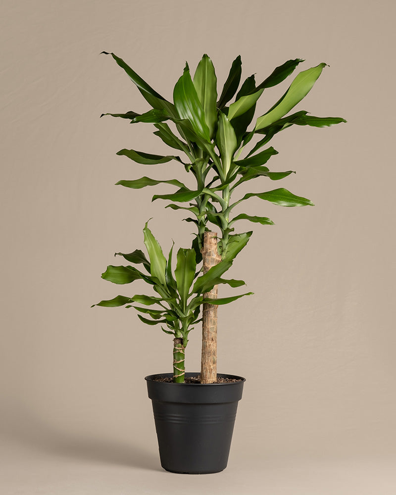 Ein grosser Drachenbaum in einem schwarzen Innentopf.