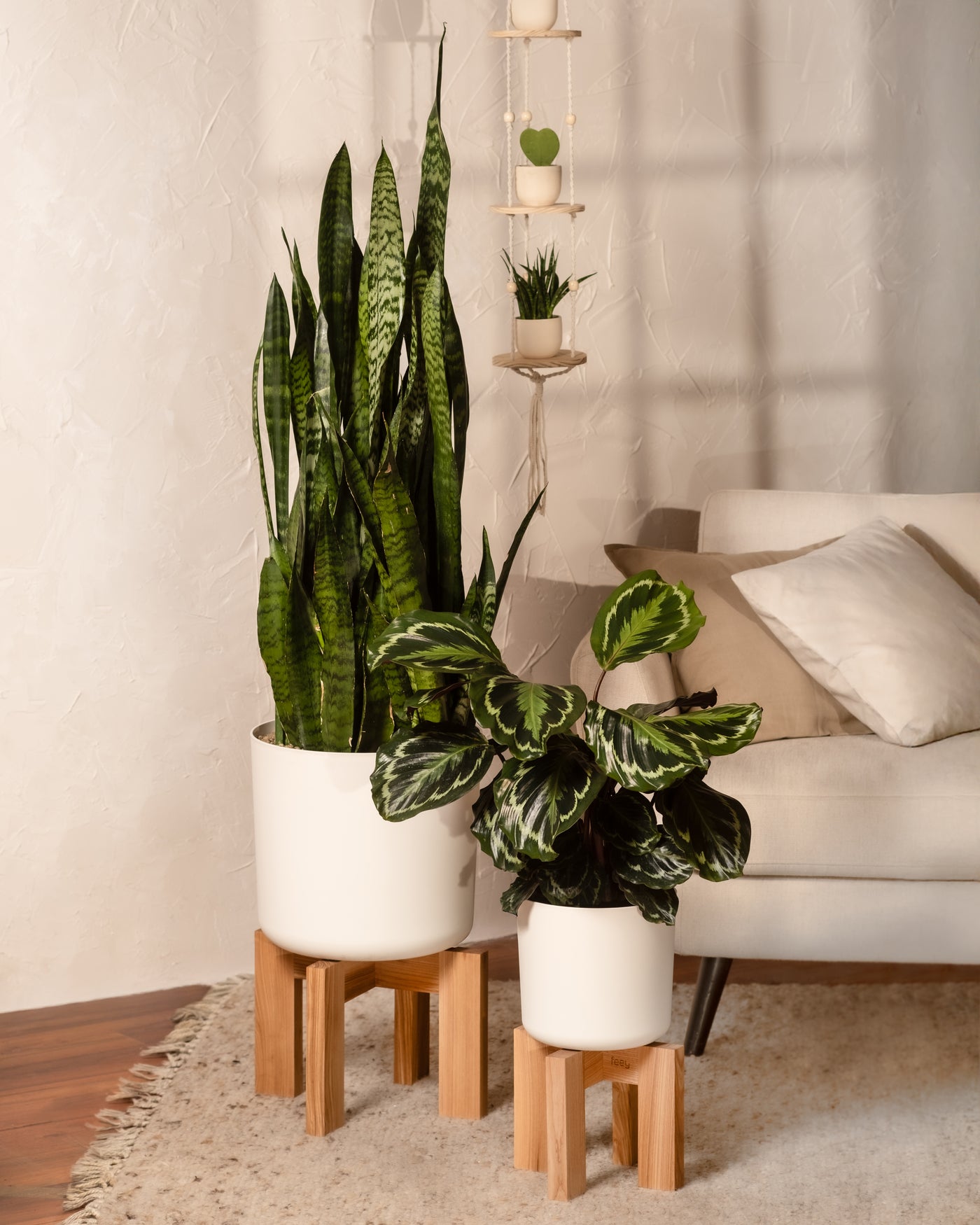 Zwei Topfpflanzen, eine große mit langen grünen Blättern und eine üppige mit breiten bunten Blättern, ruhen stilvoll auf einem Holzhocker. Im Hintergrund steht ein designorientiertes beiges Sofa mit einem weißen Kissen und ein Pflanzenhänger mit herzförmigen Sukkulenten rundet die Szene ab.
