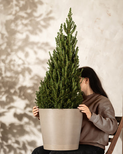 Eine Person mit teilweise verdecktem langem Haar hält einen großen Weihnachtsbaum in einem Topf in neutralen Farbtönen. Der Hintergrund zeigt sanft fokussierte Wandschatten, die der Szene Struktur verleihen. Die Person trägt einen braunen Pullover.