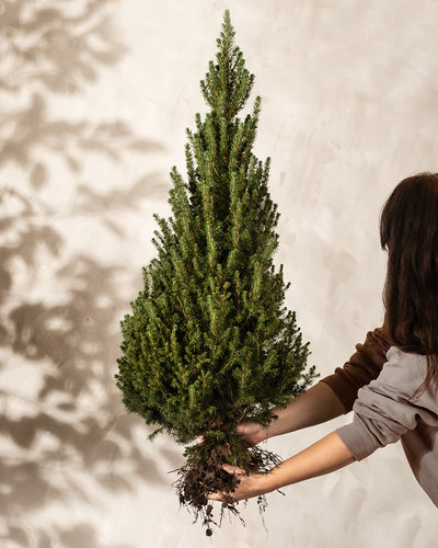 Eine Person hält vor einem hellen Hintergrund einen kleinen Weihnachtsbaum, dessen konische Form an einen traditionellen Weihnachtsbaum erinnert. Mit dichtem grünem Laub und sichtbaren Wurzeln steht diese Picea glauca schlank und stolz da. Das Gesicht der Person bleibt unsichtbar, sodass der Baum im Mittelpunkt steht.