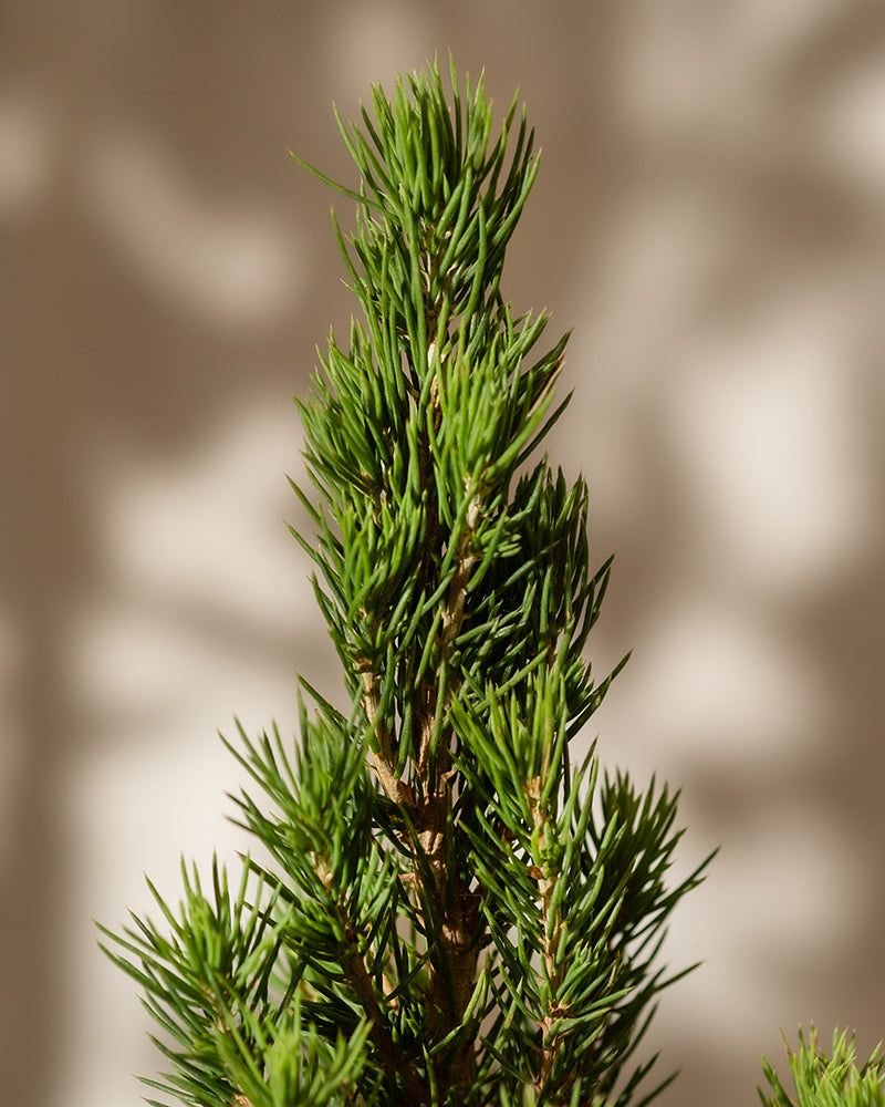 Eine Nahaufnahme eines grünen Nadelbaumzweigs, wahrscheinlich eines Weihnachtsbaums, mit dichten, spitzen Nadeln. Der Hintergrund ist sanft verschwommen, wodurch die Textur und die Details des Laubes der Picea glauca hervorgehoben werden. Schatten erzeugen eine natürliche, ruhige Atmosphäre.