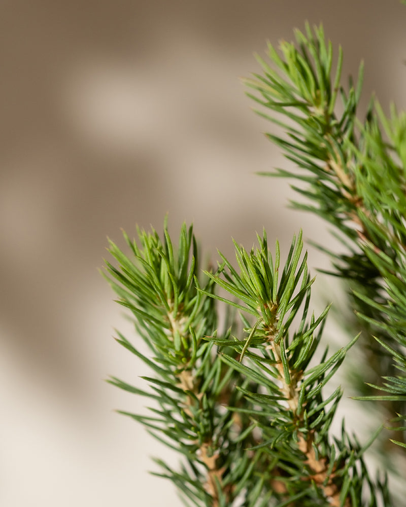 Nahaufnahme von grünen Kiefernnadeln vor einem weichen, neutralen Hintergrund. Sonnenlicht wirft sanfte Schatten und hebt die Textur und Details des Laubes der Picea glauca hervor. Das Bild vermittelt eine natürliche und heitere Atmosphäre, die an eine friedliche Umgebung mit unserem Weihnachtsbaum erinnert.