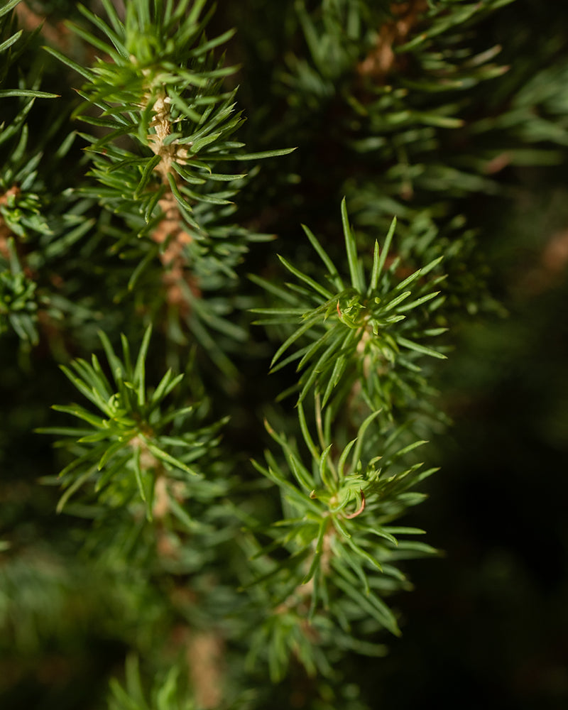 Nahaufnahme von üppigen grünen Kiefernnadeln auf einem Ast, der an einen Weihnachtsbaum erinnert. Die scharfen und dicht gepackten Nadeln heben sich vom unscharfen Hintergrund weiterer Kiefernblätter ab und erzeugen eine lebendige und natürliche Szene.