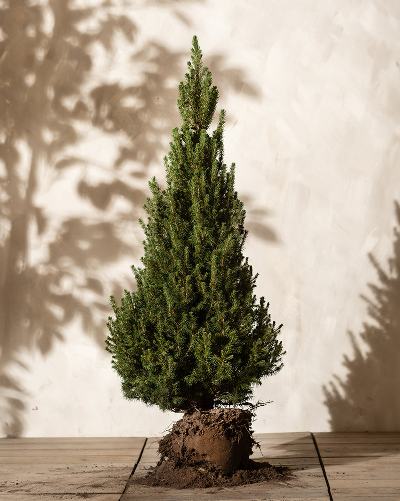 Ein Weihnachtsbaum mit freiliegenden Wurzeln steht auf einer Holzfläche vor einem schlichten Hintergrund. Die Schatten seiner Zweige werden an die Wand geworfen und erzeugen eine natürliche und heitere Atmosphäre.